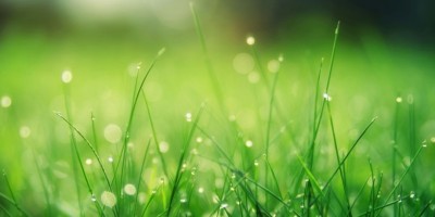 sunshine on rainy grass. Photo by Johannes Plenio: https://www.pexels.com/photo/closeup-photo-of-green-grass-field-1423601/